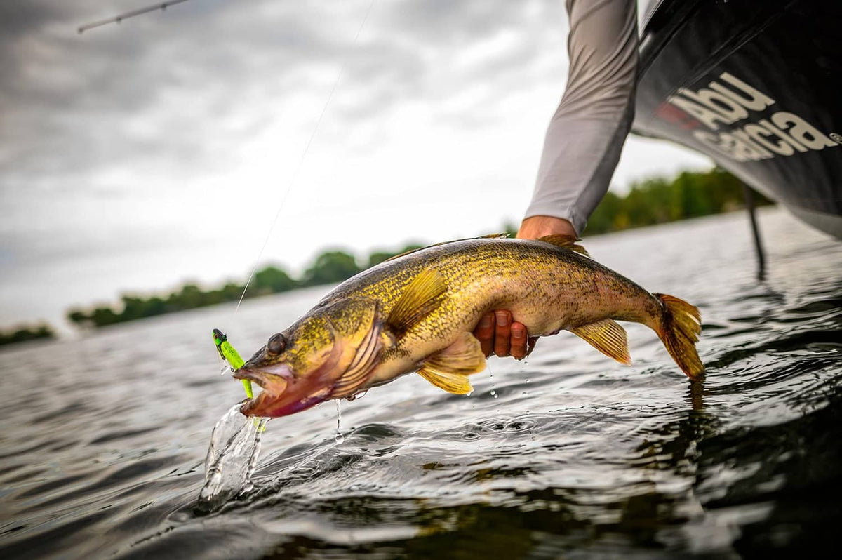Caught fish showing lime-green shad fishing lure and trailing tail