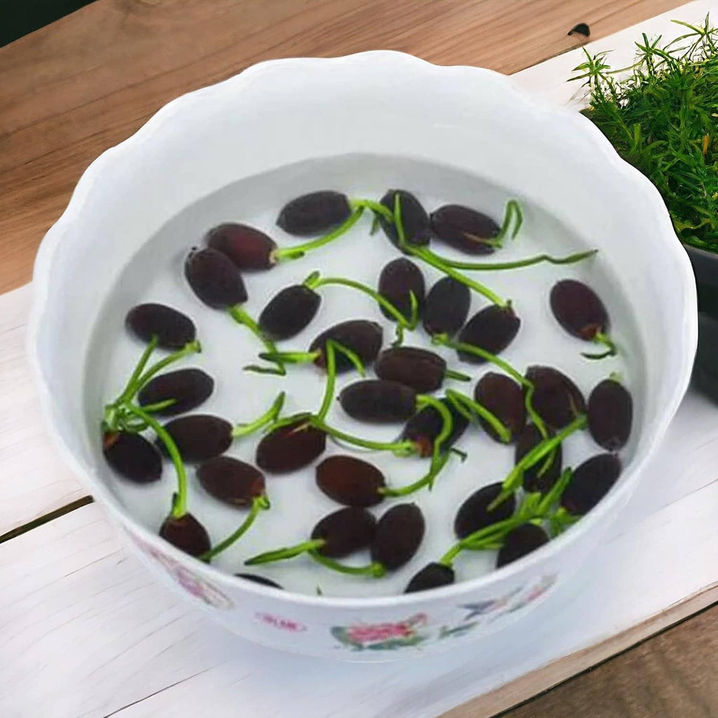 Lotus seeds sprouting in a white bowl with water and green stems