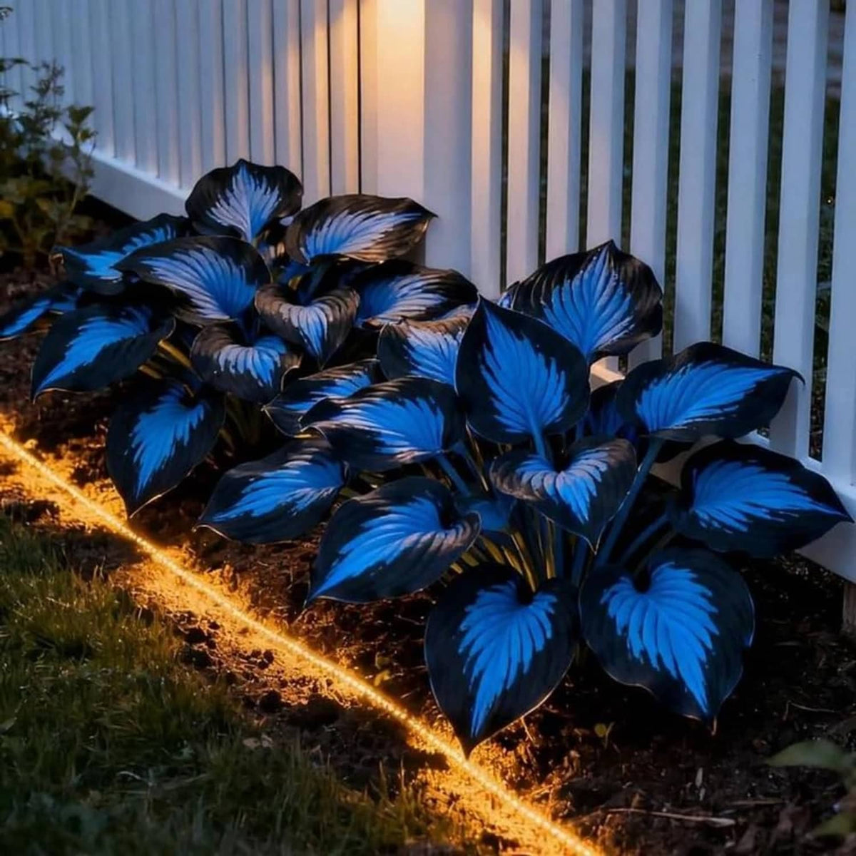 Dark blue hosta plants with glossy broad leaves, grouped in an outdoor border