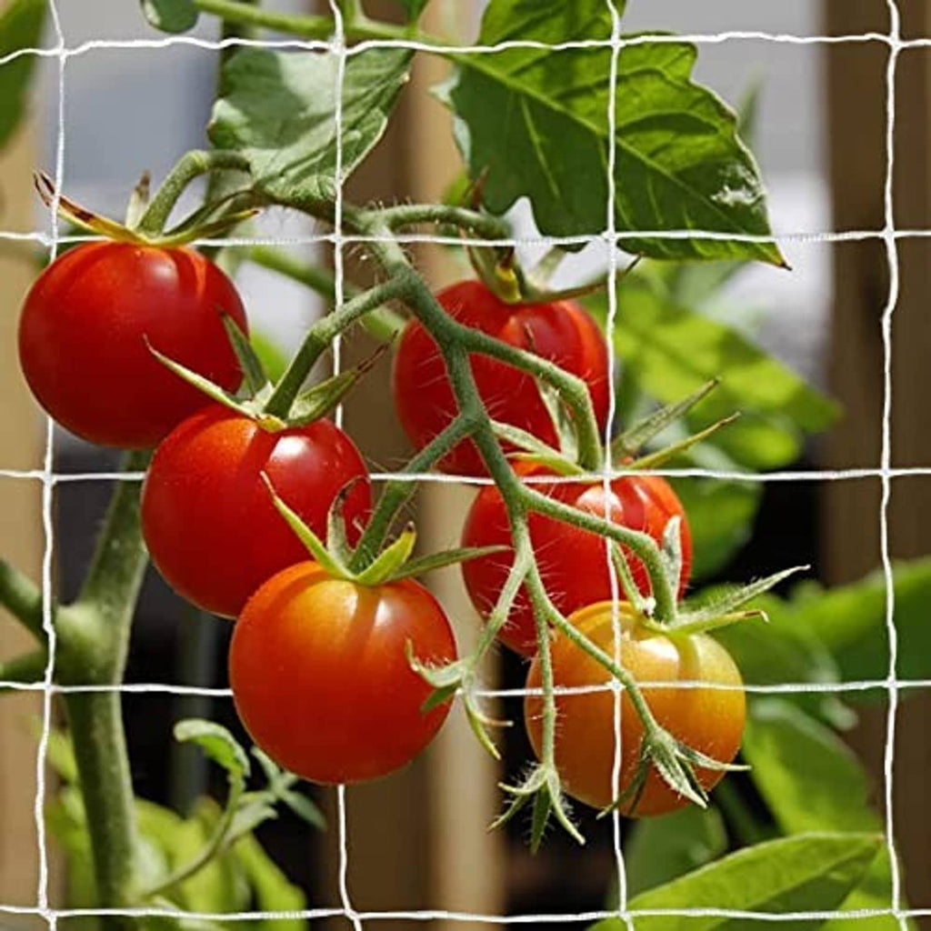 White trellis netting grid holding red and yellow cherry tomatoes on a vine