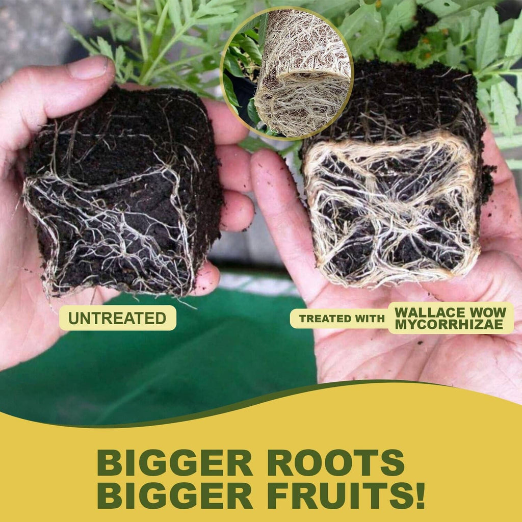 Hands holding untreated and treated root balls with visible mycorrhizal fibers