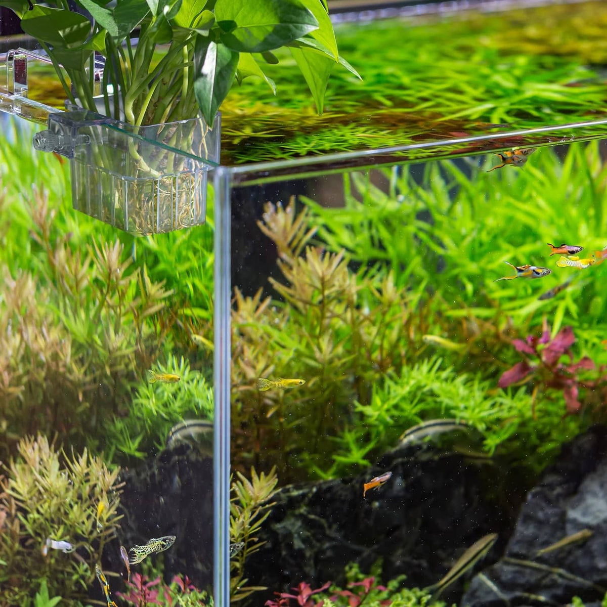 Clear hanging aquarium plant holder pot suspended in tank, plants visible in chamber