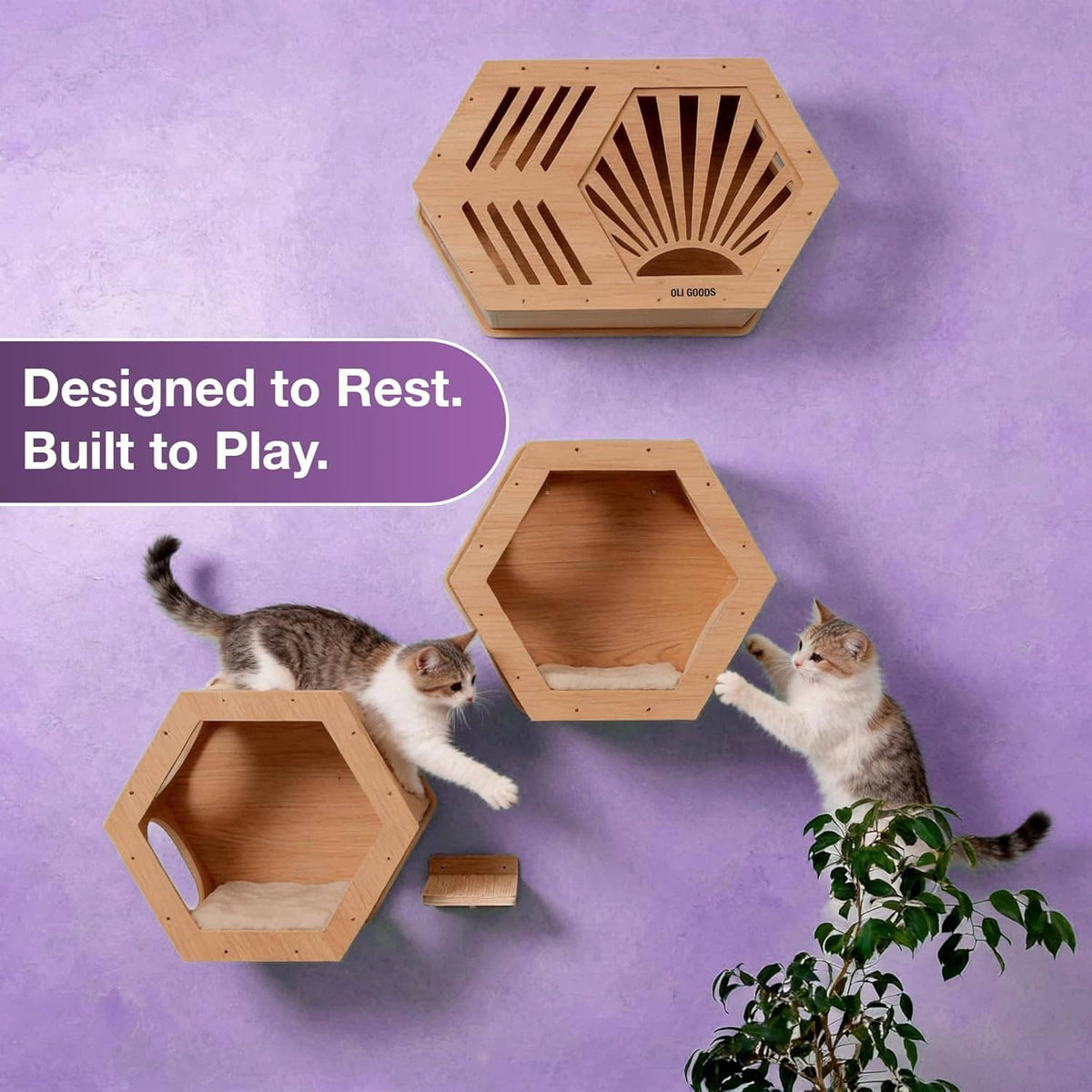 Hexagonal wood cat perch and house shelves with open openings, cats playing
