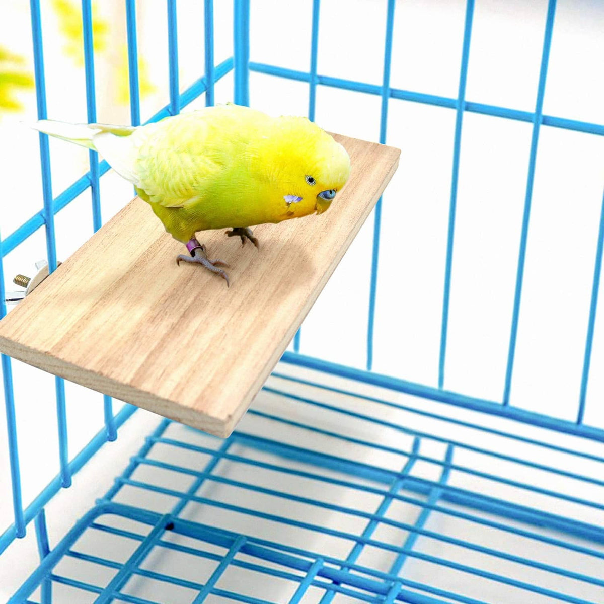 Natural wood bird perch platform with budgies sitting on the board