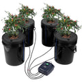 Four black DWC hydroponic buckets with leafy plants growing from net cups