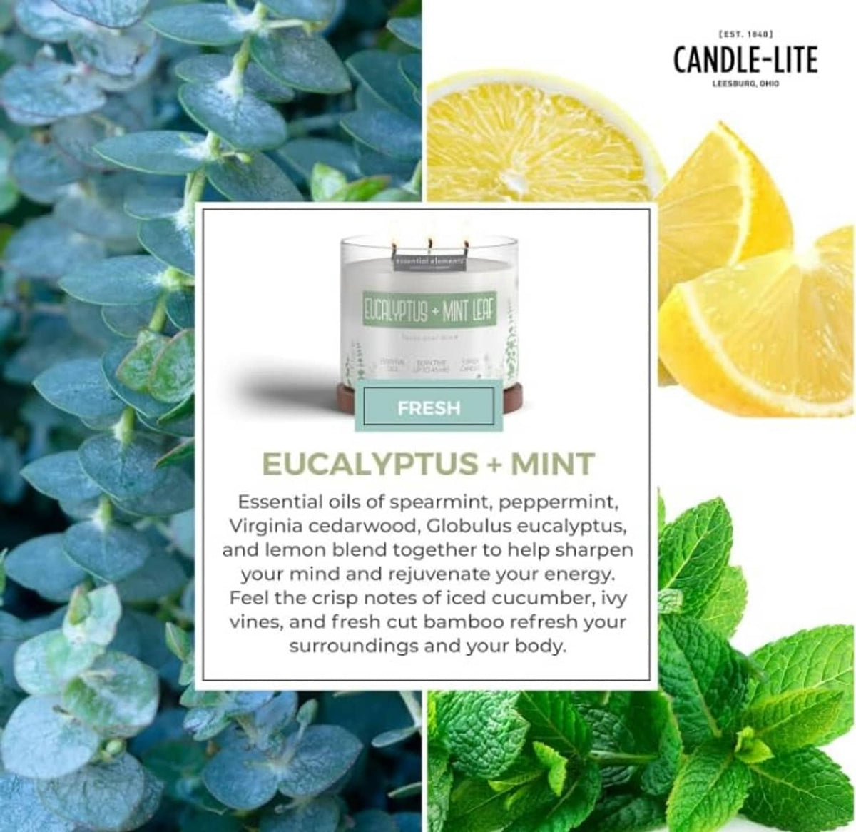 Eucalyptus mint leaf three-wick candle in white jar with green label and fresh badge