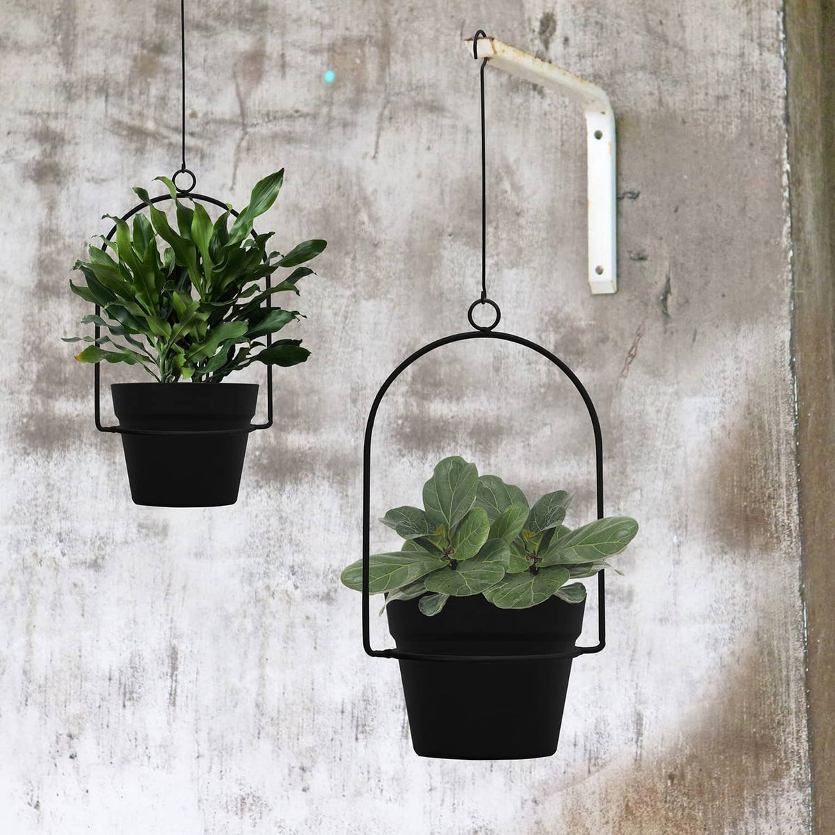 Black hanging plant pots on wall hooks, one with broad leafy green plant and one smaller
