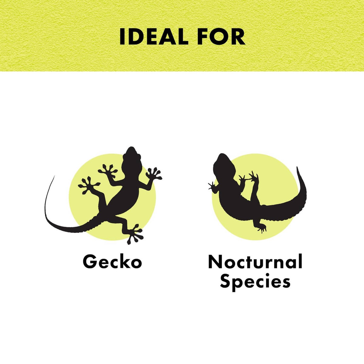 Nocturnal reptile heat bulb graphic with gecko and nocturnal species icons