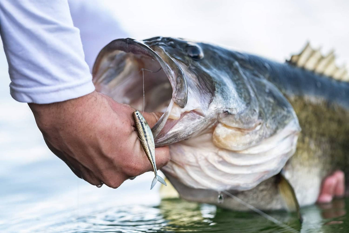 Fishing lure in green-olive with silver belly, hooked through baitfish mouth