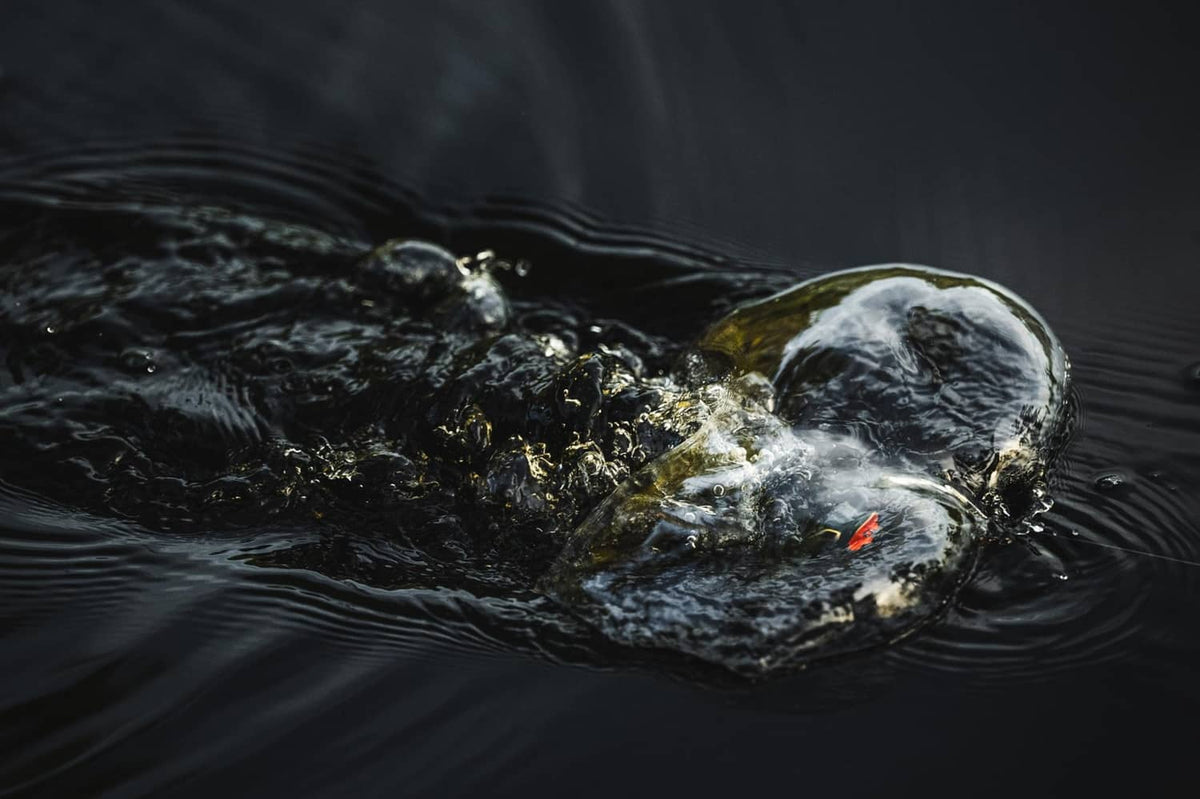 Green pumpkin hollow body frog lure swimming near water surface