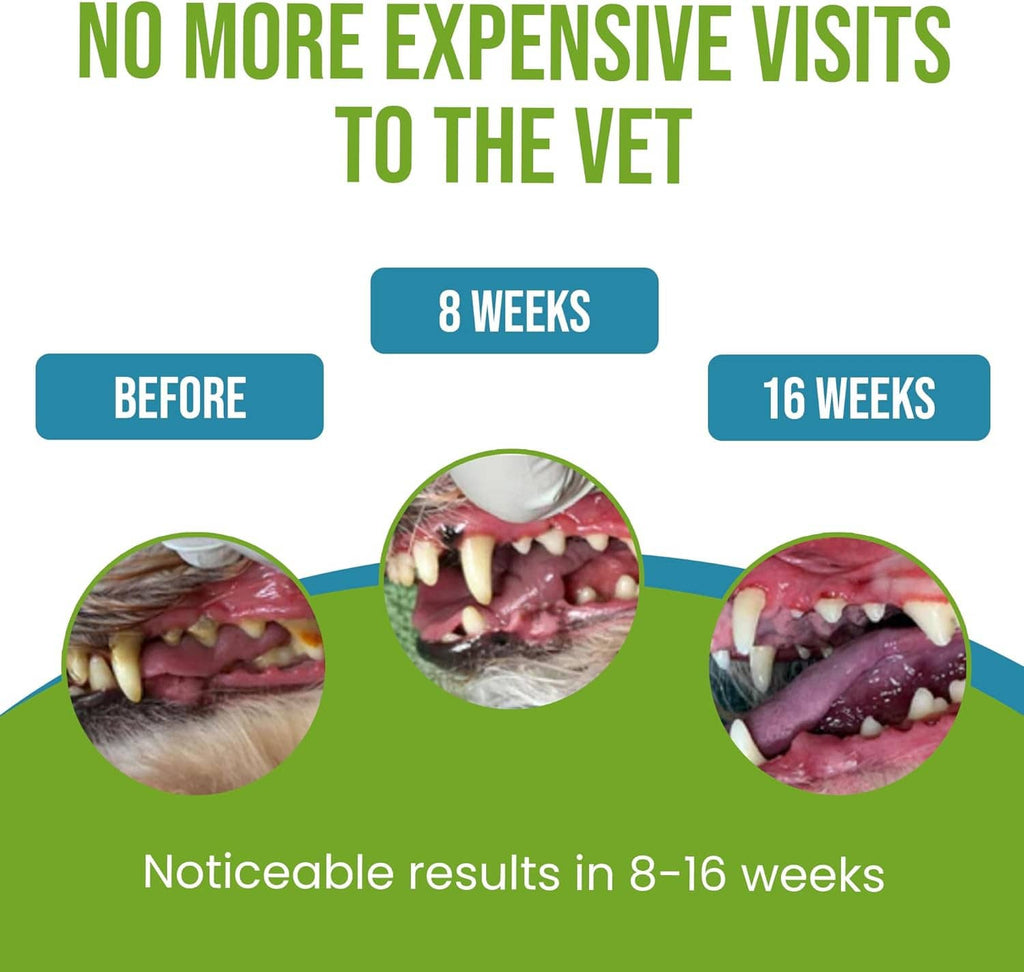 Dental progress infographic with dog mouth photos, “8 weeks” and “16 weeks”
