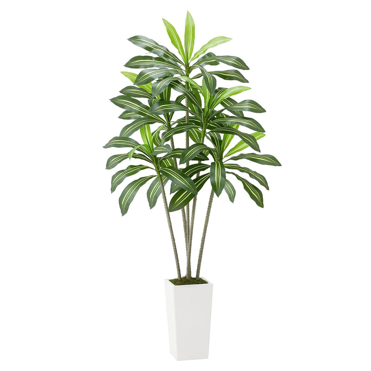 Faux dracaena tree with green leaf canopy and white pot with moss top