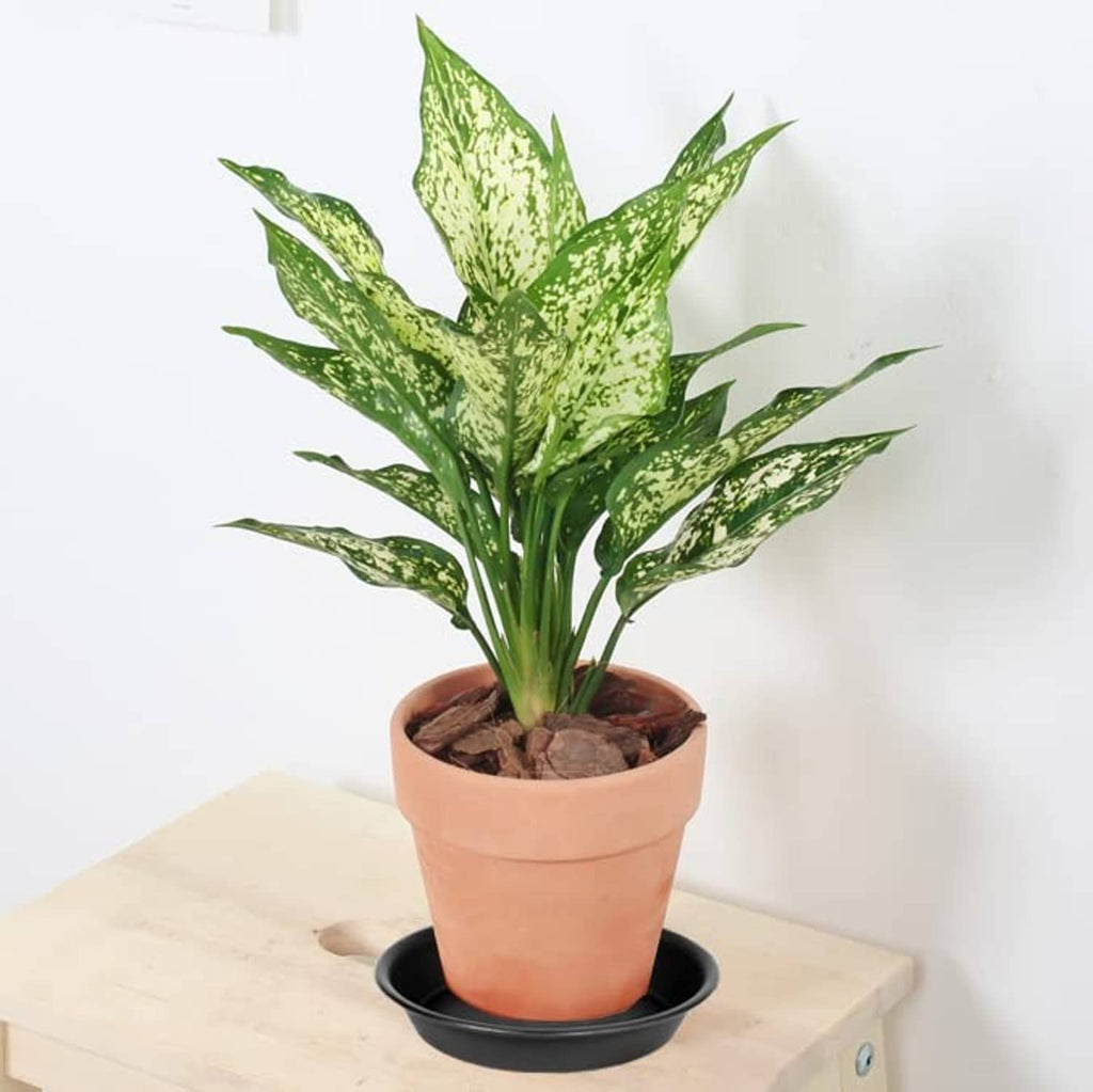 Black round plant saucer tray under an orange pot for collecting runoff.