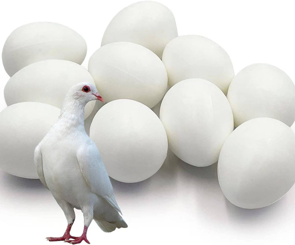 Set of 10 white plastic pigeon eggs with white racing pigeon in front