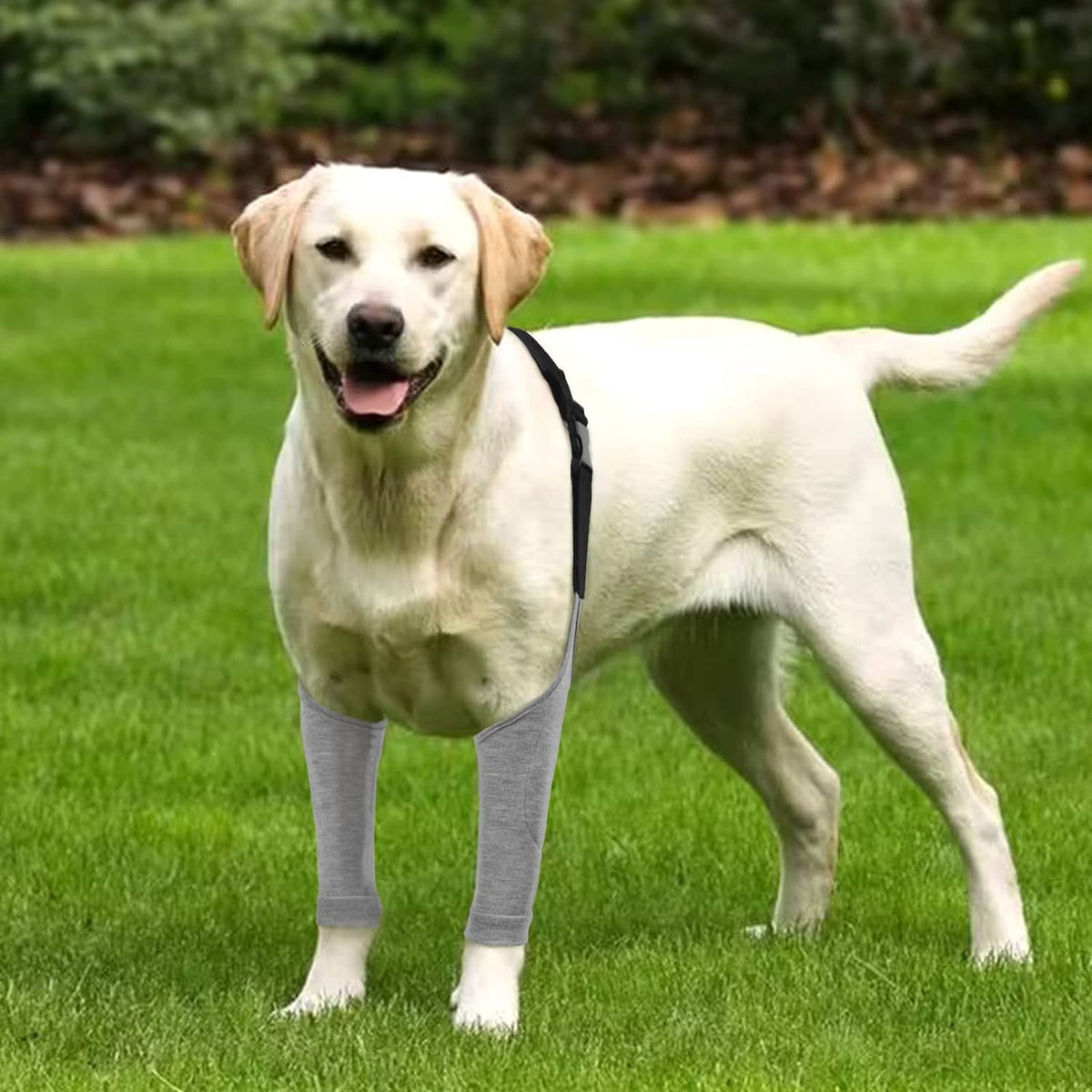 Light grey dog recovery suit with front-leg sleeves and black back strap, standing dog