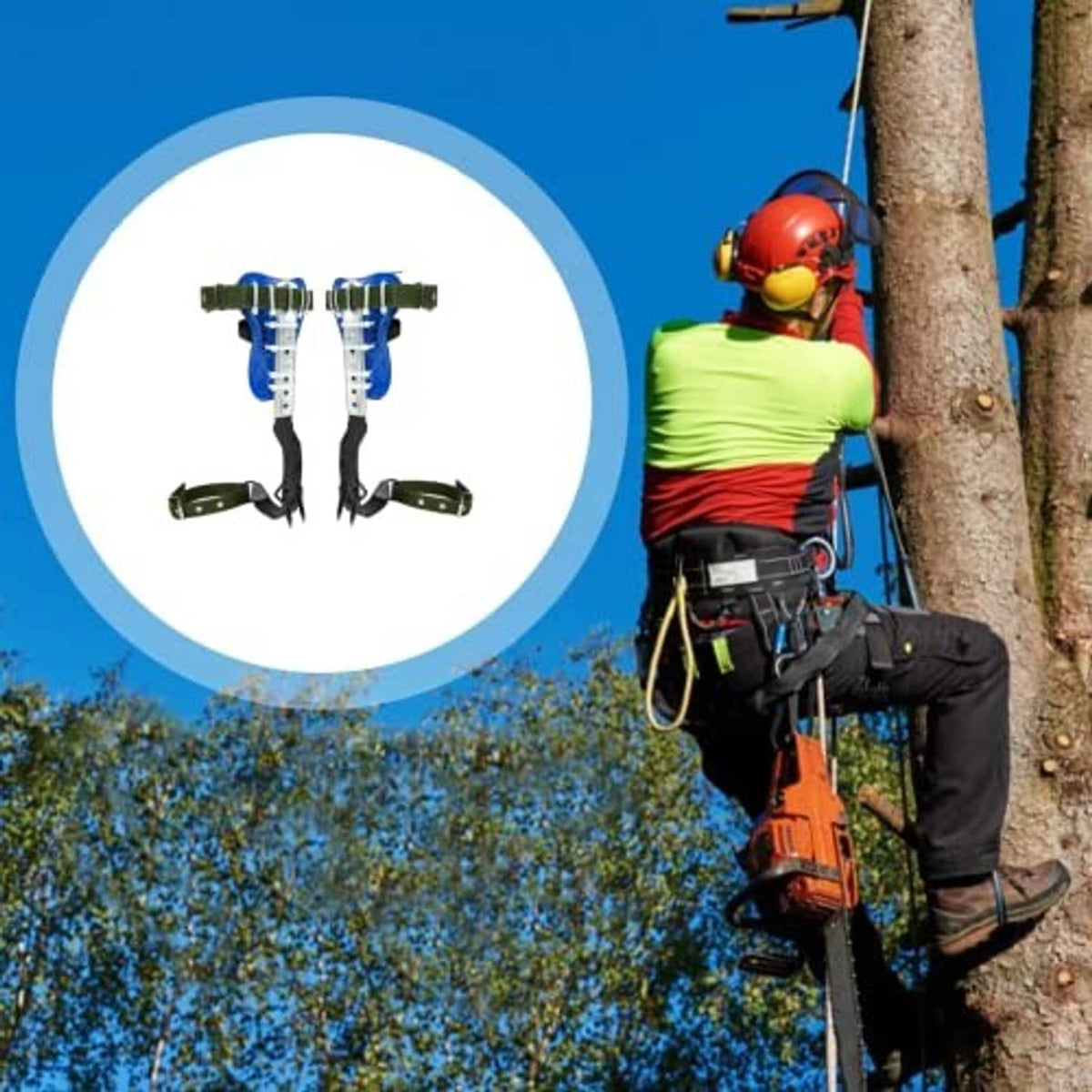 Tree climbing spikes set with blue foot plates and green straps, adjustable steel spike feet