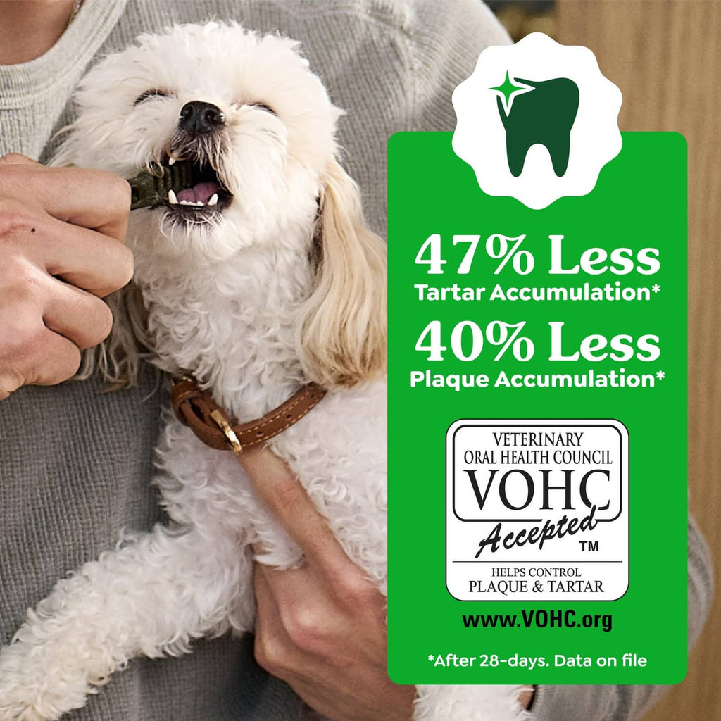 Small white dog chewing a green dental treat, 47% less tartar