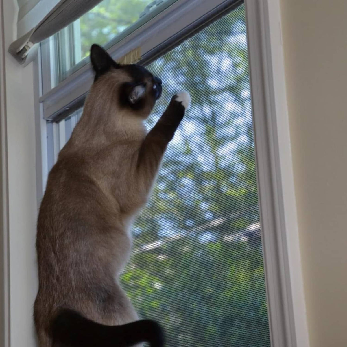 Cat at a window protected by charcoal gray pet screen mesh
