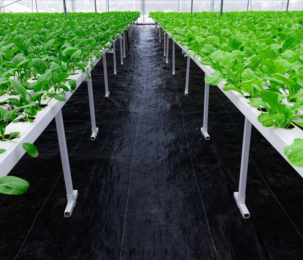 Black weed barrier sheet on greenhouse walkway between raised plant beds.