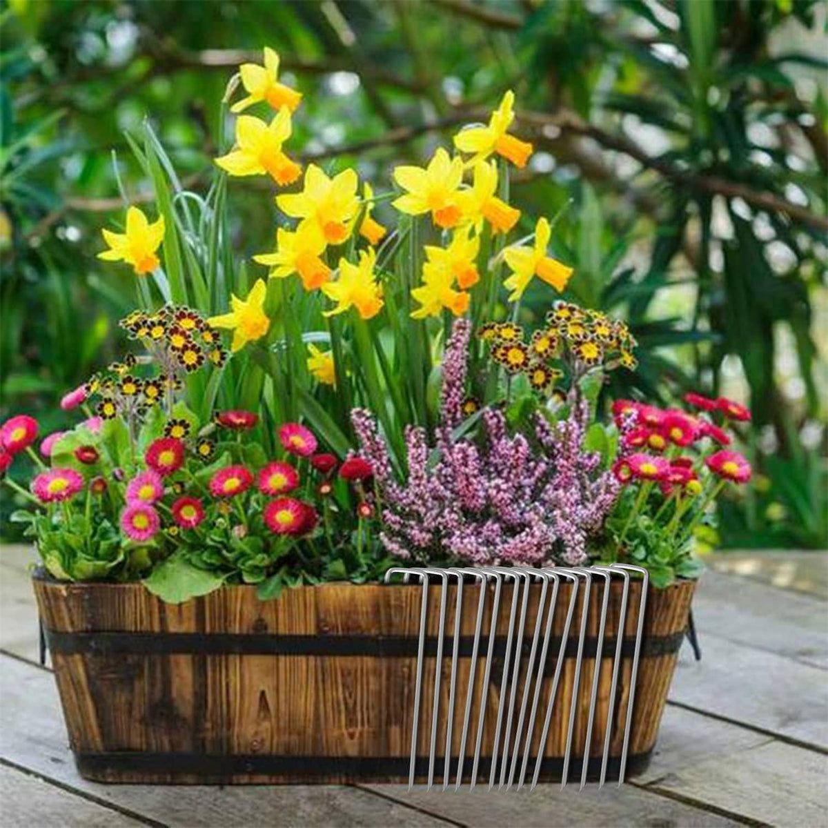 Galvanized garden staples in a planter, steel U-shaped pins for anchoring