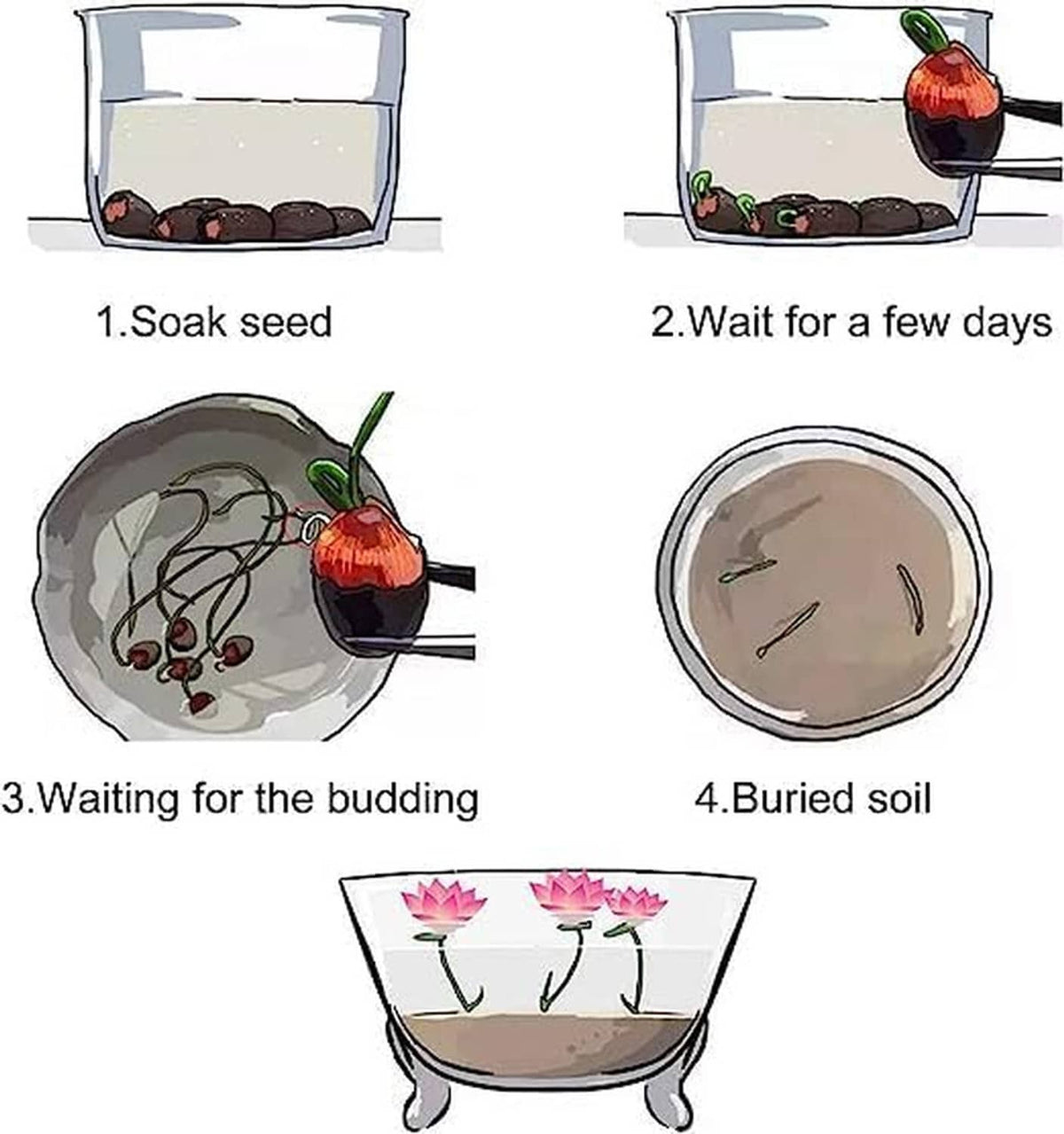 Lotus seed planting steps diagram: soak, wait, budding, bury