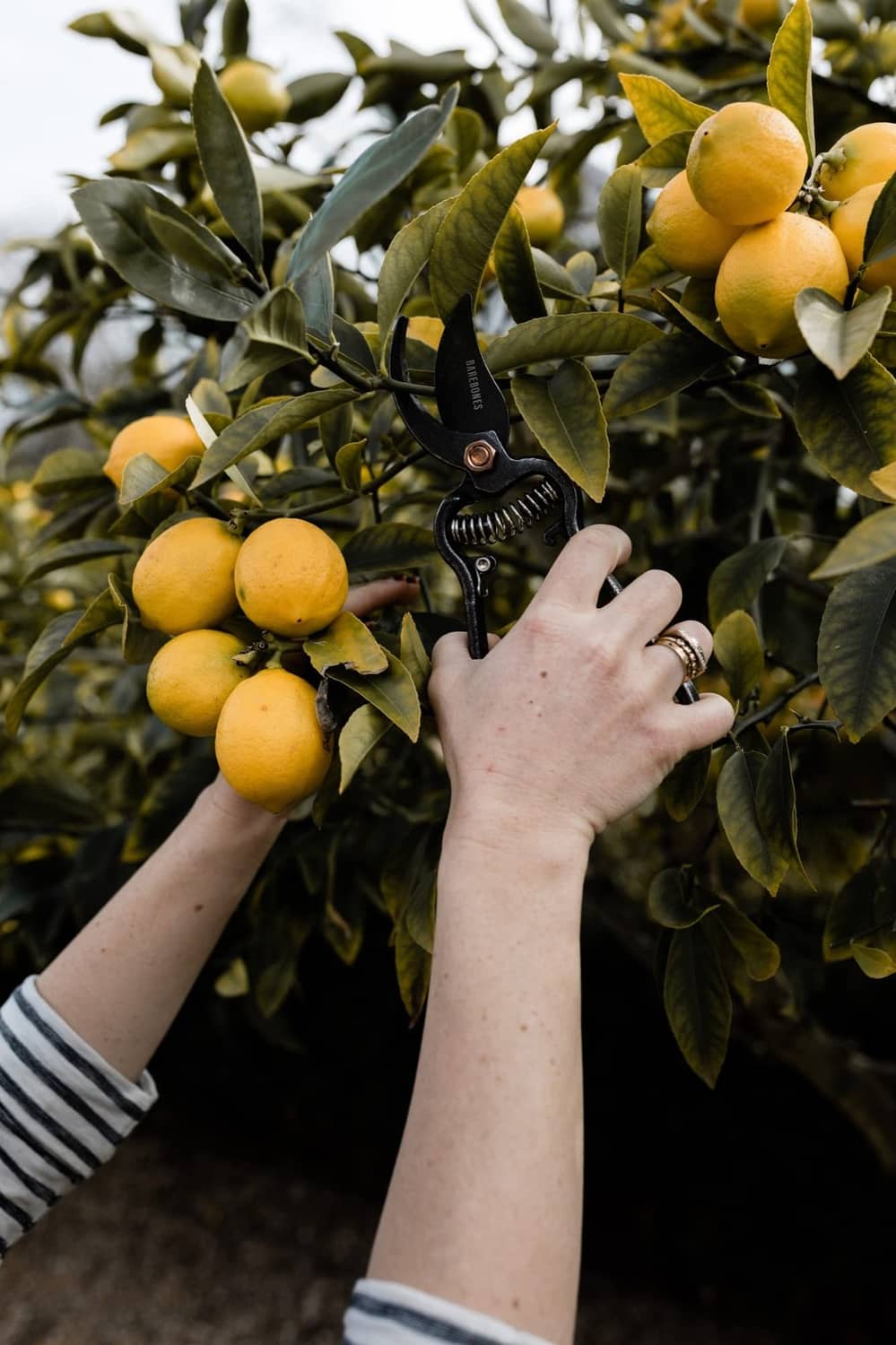 Japanese garden shears in hand among yellow citrus fruit on branches