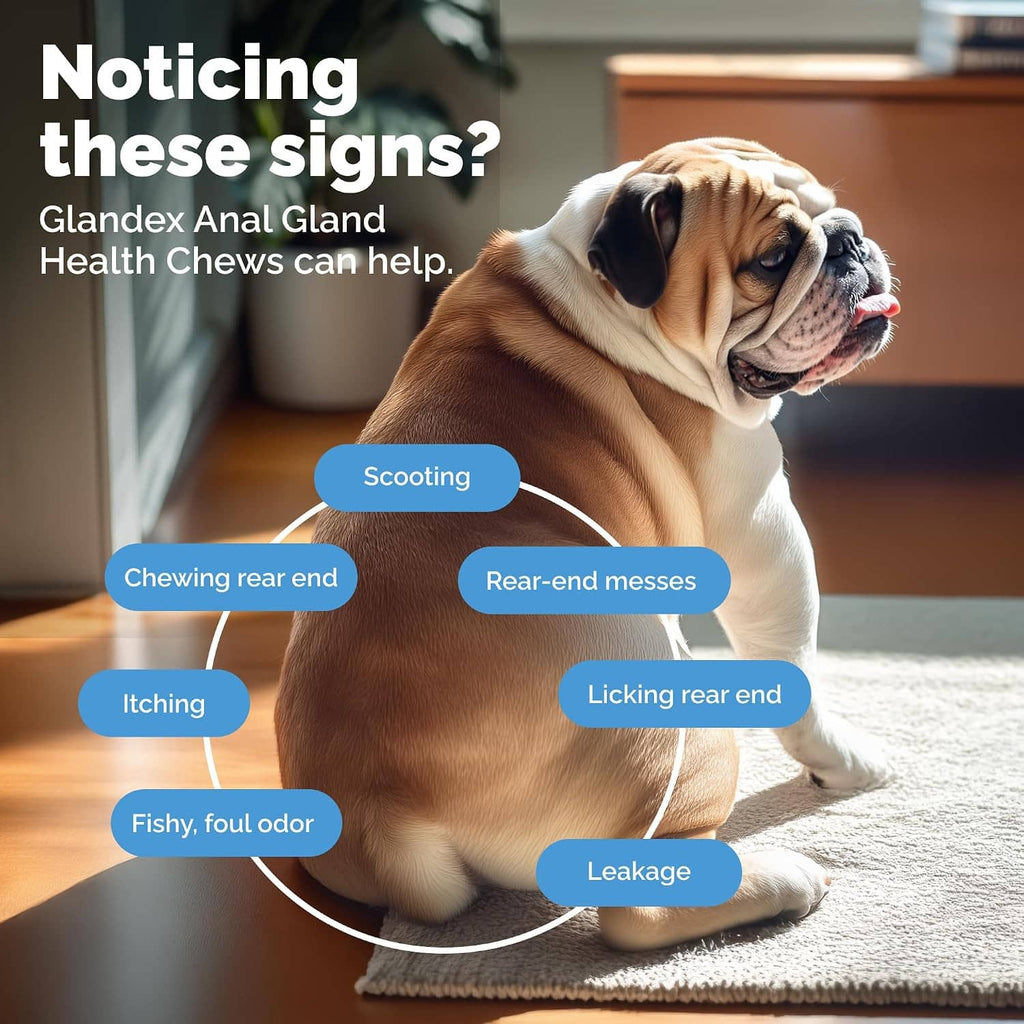 Pumpkin anal gland health dog chews with icons showing common rear-end signs