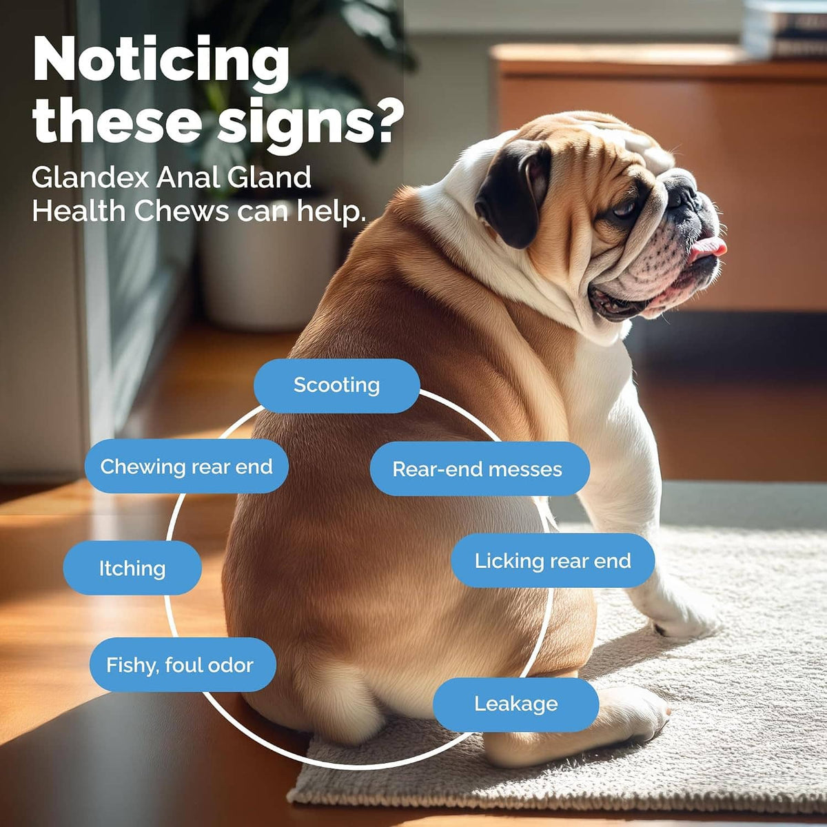 Pumpkin anal gland health dog chews with icons showing common rear-end signs