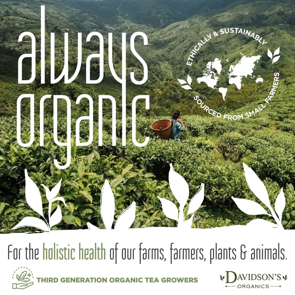 Organic loose leaf tea promotional graphic with tea leaves and teacup