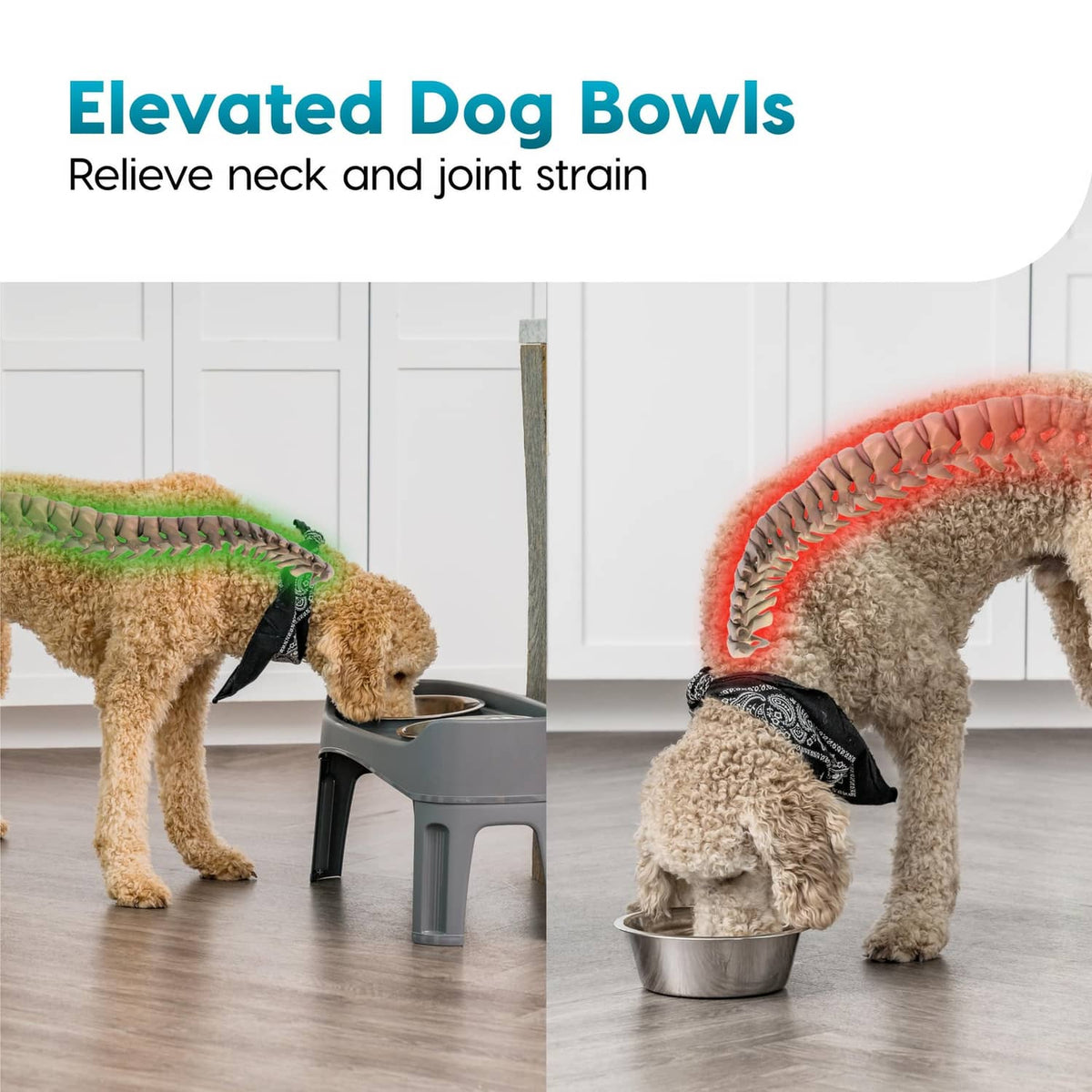Elevated dog bowl stand with stainless bowls, used by a medium dog
