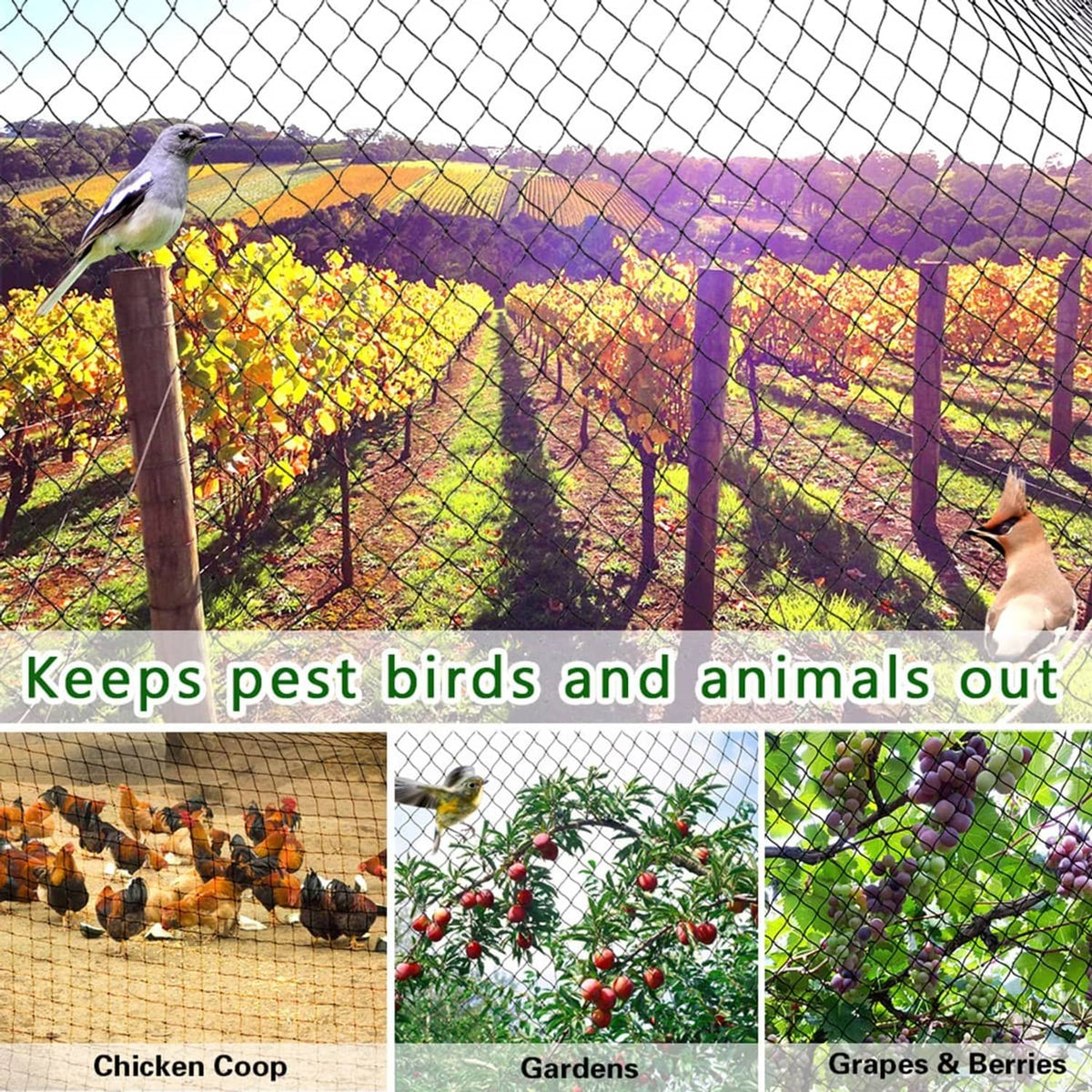 Bird netting installed over outdoor rows, black grid mesh barrier protecting crops