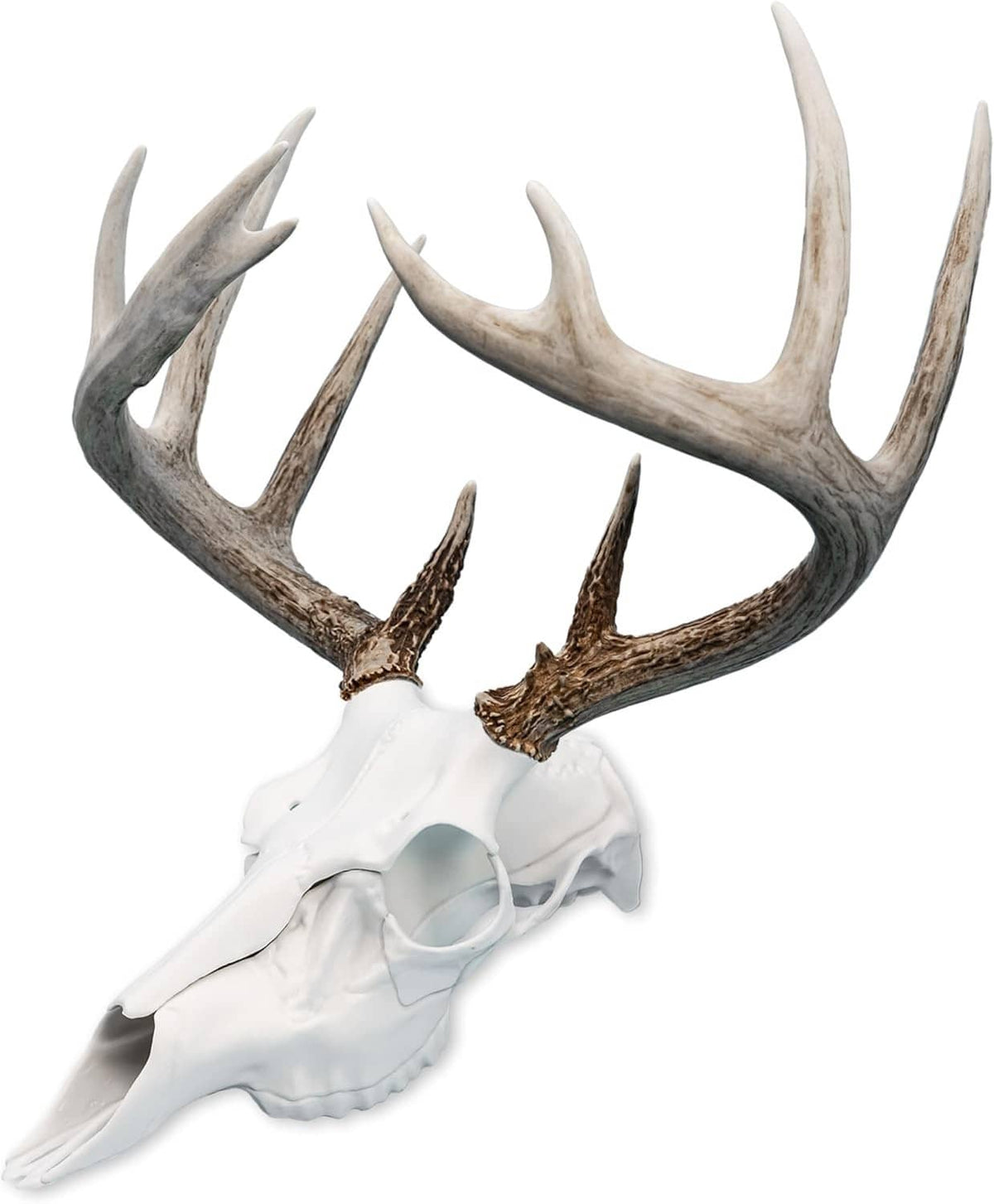Dark antler set with white skull base mounting model