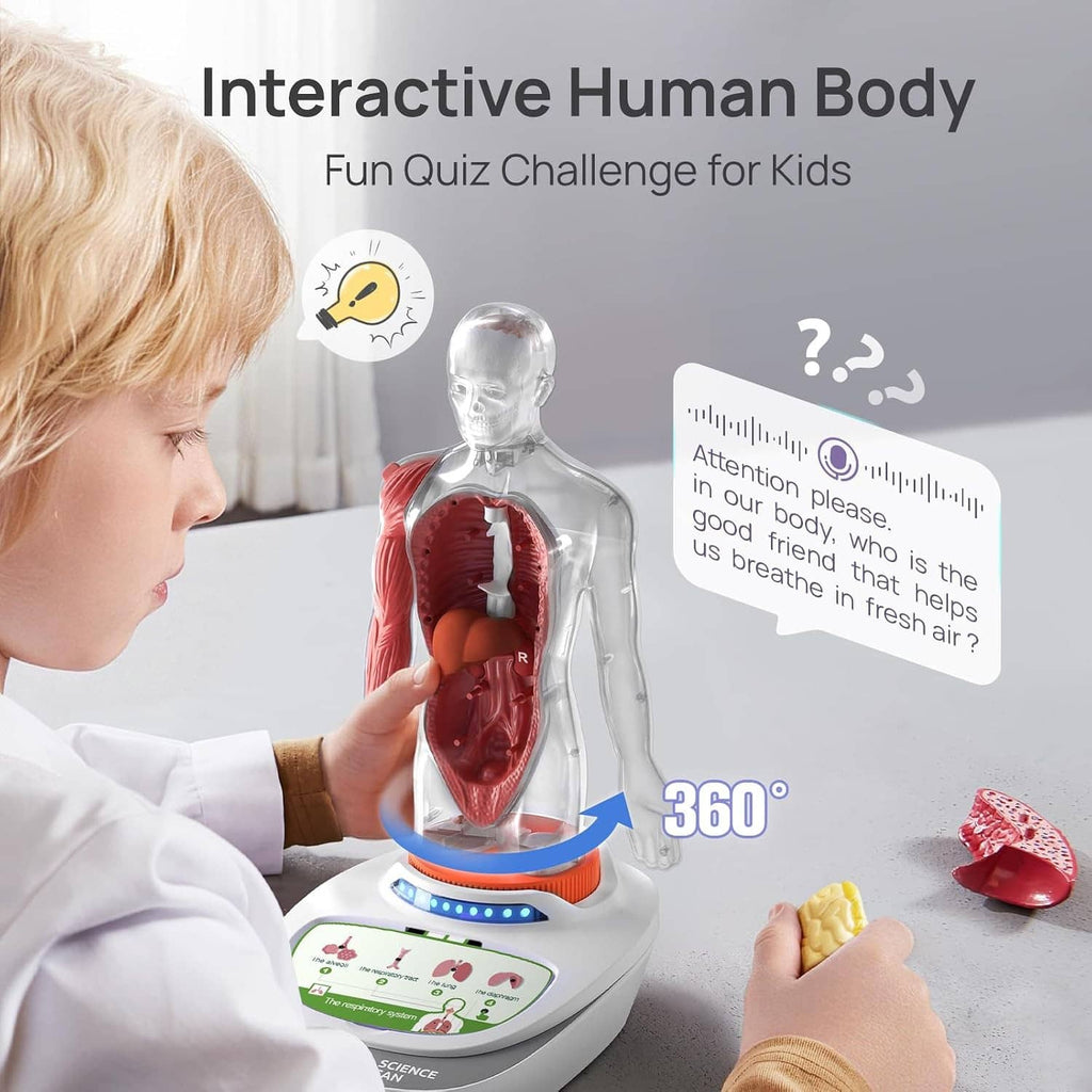 Interactive human anatomy model on base with glowing ring, child touching torso.
