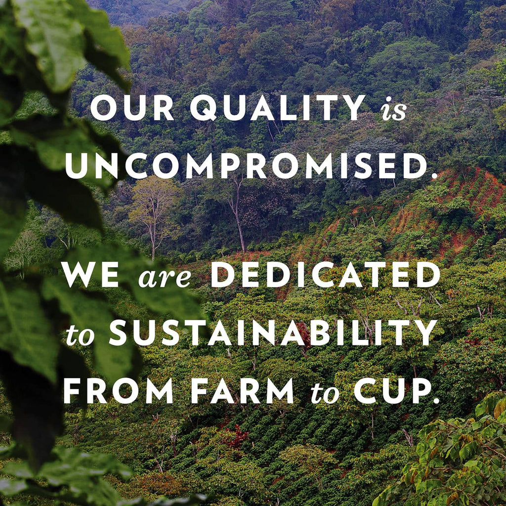 Coffee & chicory sustainability promotional graphic with forest landscape