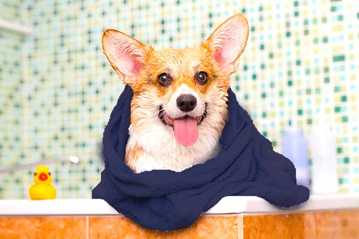 Small dog wrapped in a navy microfiber drying towel