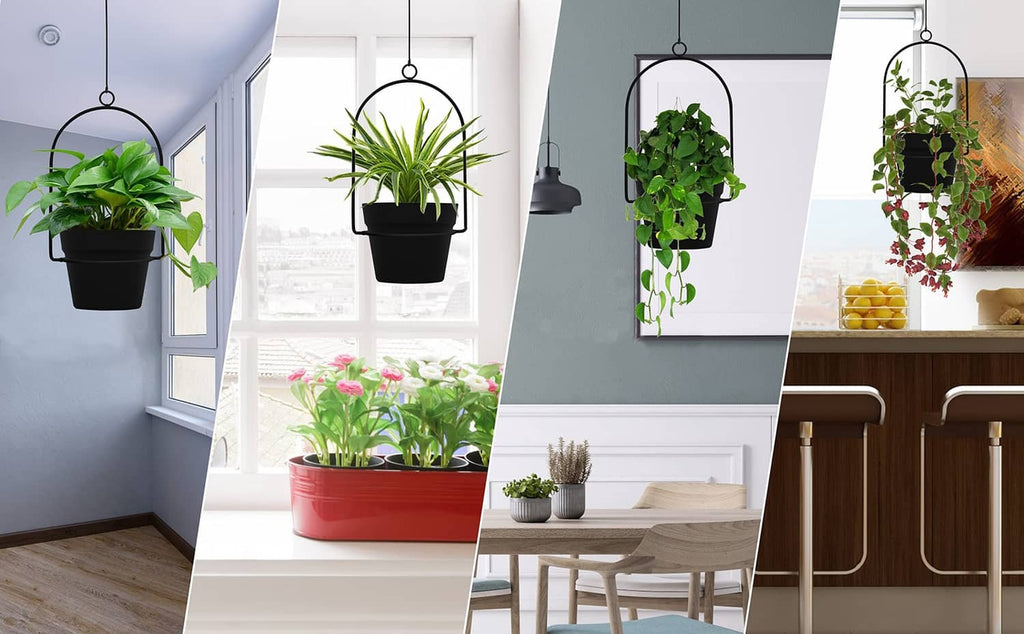 Indoor scene with three black hanging plant pots holding green plants on hooks