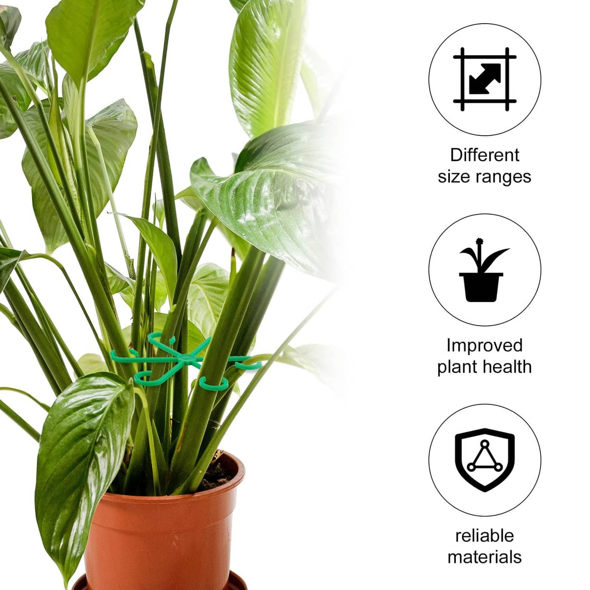 Green plant stem supports on potted plant with additional set-in-use view