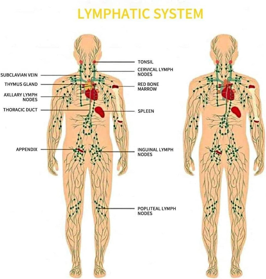 Lymphatic system chart graphic with body outlines and lymph node label markers.