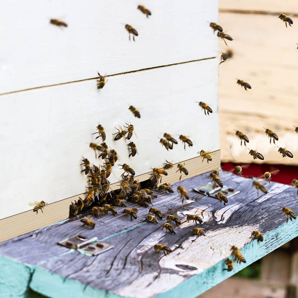 Beehive entrance area with wooden reducer and bees gathered at the opening