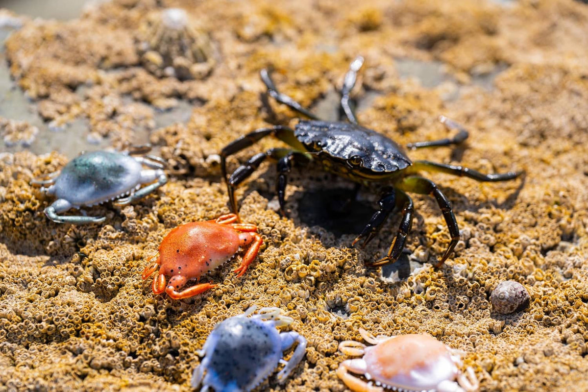 Orange and blue soft crab baits on sandy beach with molded claws