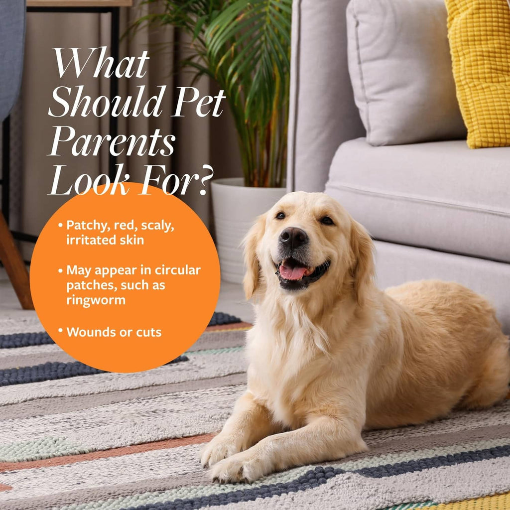 Antiseptic & antifungal medicated shampoo bottle with golden retriever on rug