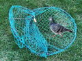 Blue wire humane live bird trap, round tunnel with pigeon inside on grass