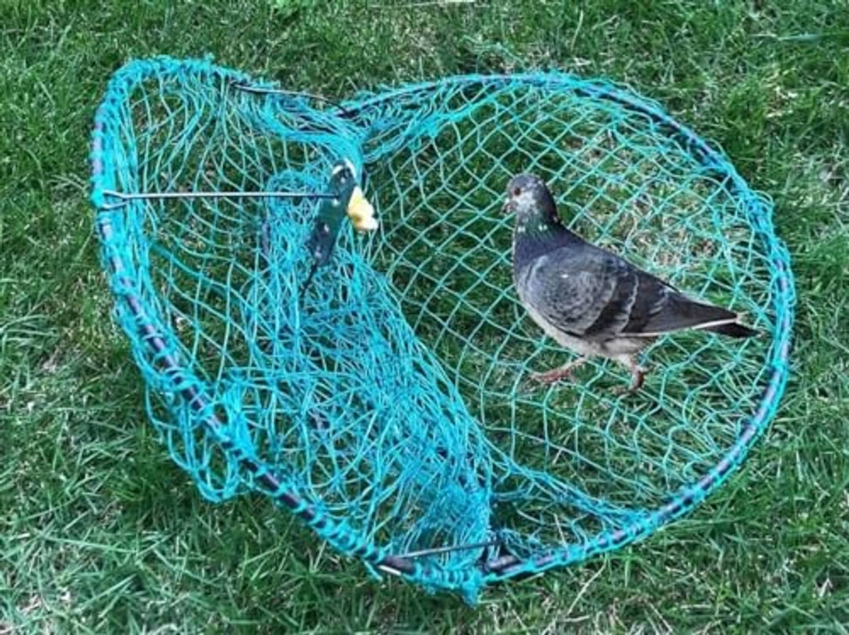 Blue wire humane live bird trap, round tunnel with pigeon inside on grass