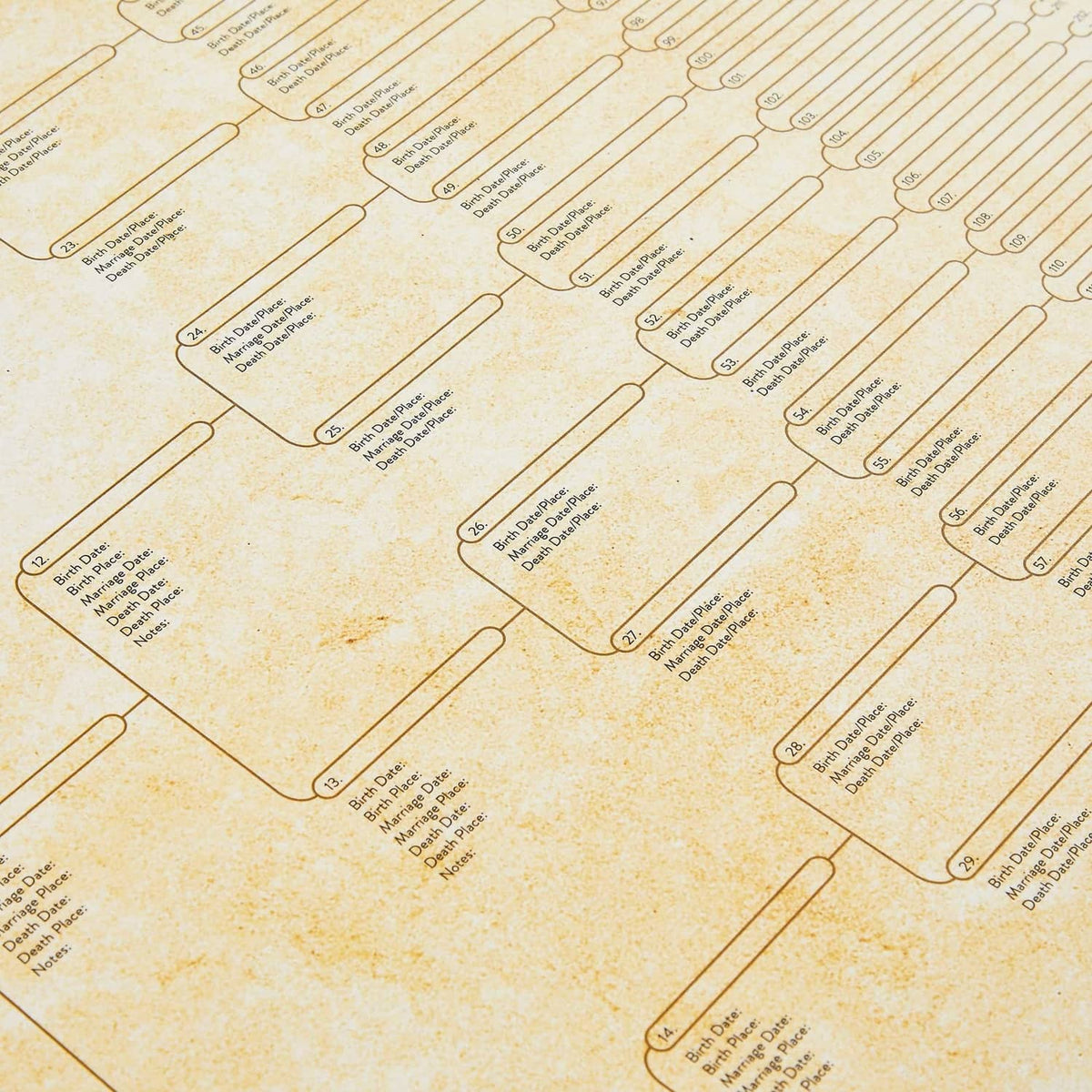 Off-white pedigree chart close-up with repeating rows for names and dates