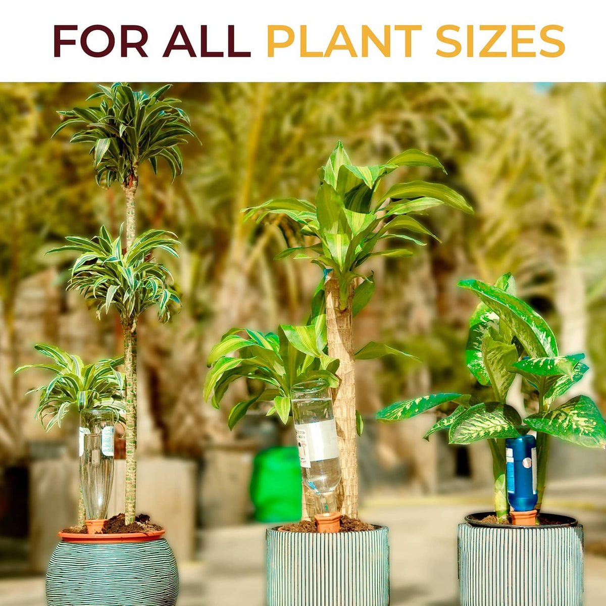 Self-watering spikes with terra-cotta bases in multiple potted plants