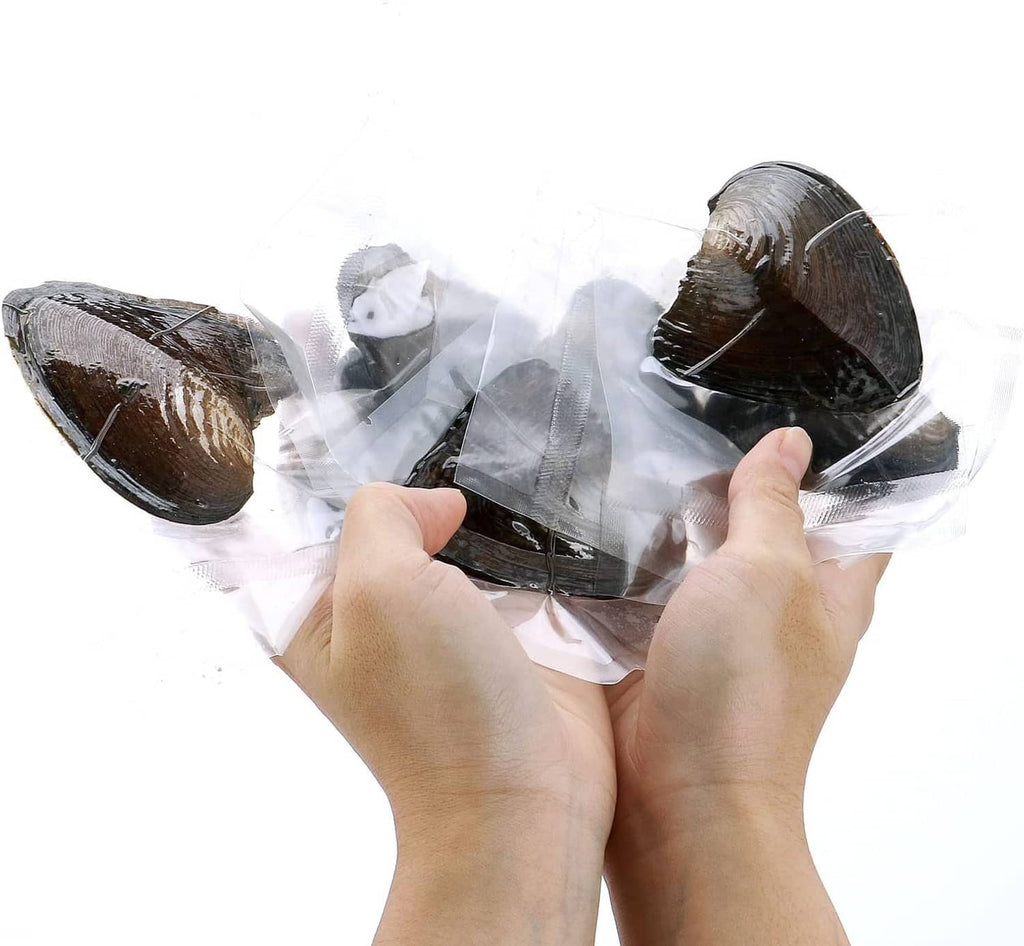 Hands holding wrapped oyster shells containing freshwater pearl pieces