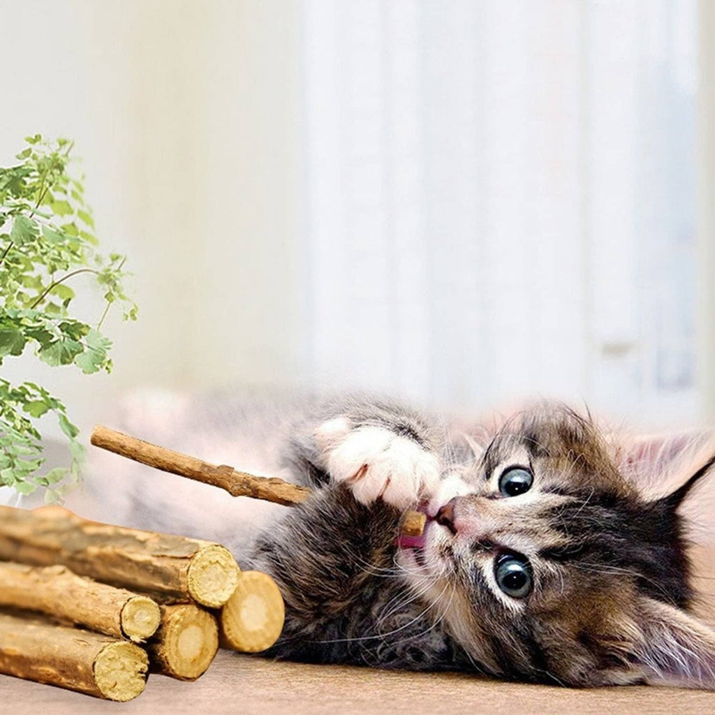 Kitten lying next to several natural wooden chew sticks