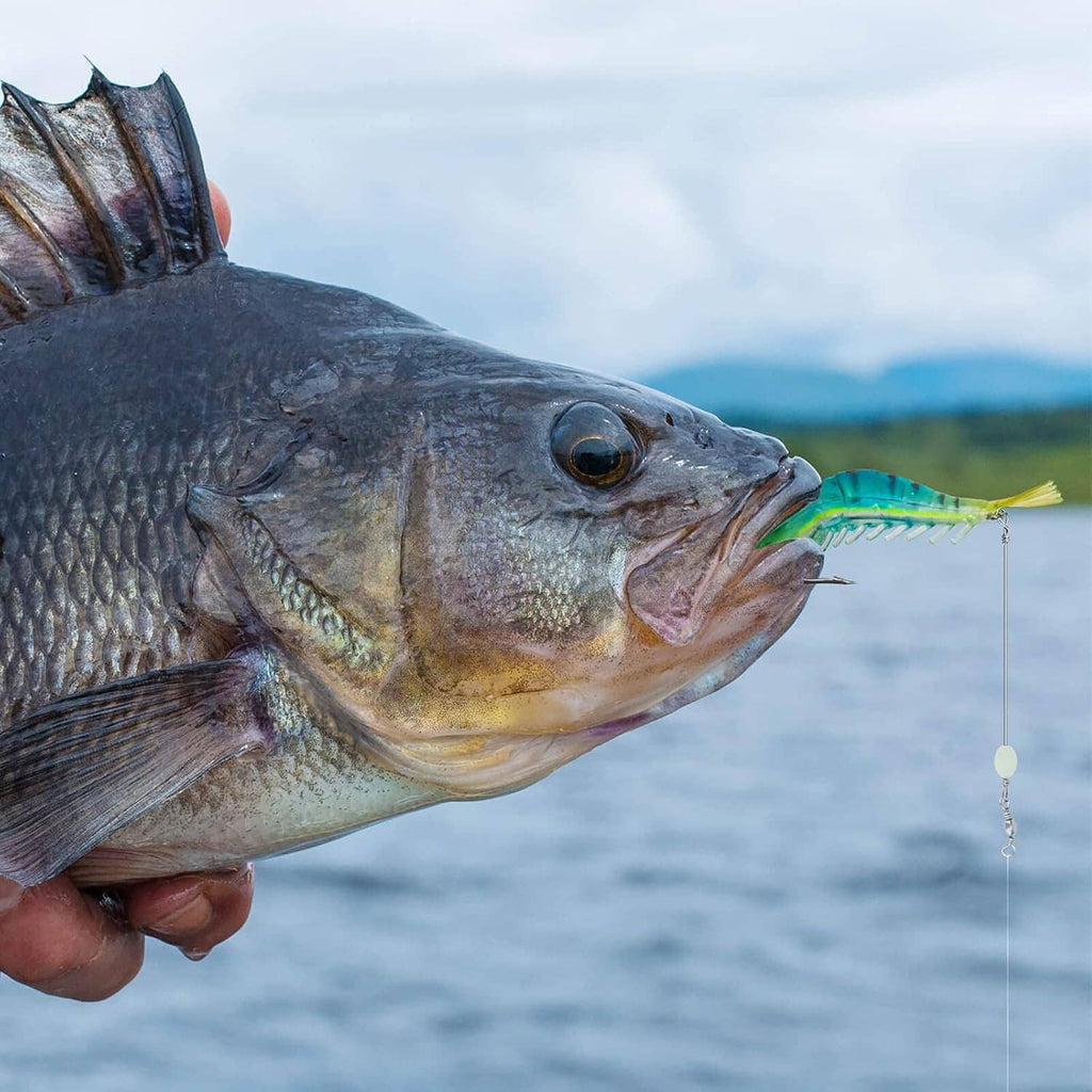 Fish catch holding a soft shrimp lure bait on a fishing line