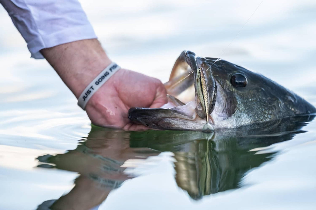 Angler holding a fish with a silver shiner soft lure in its mouth