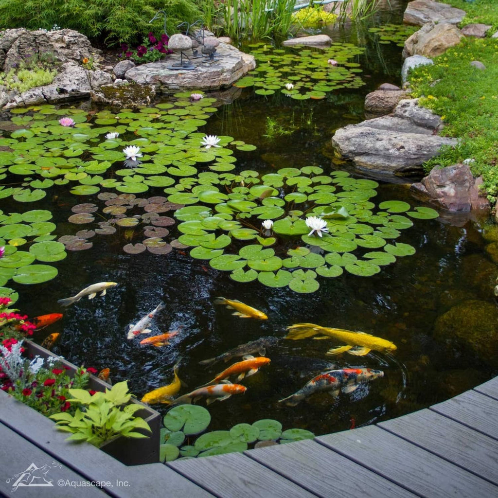 Aquascape beneficial bacteria for pond ecosystem, koi and lily pond scene